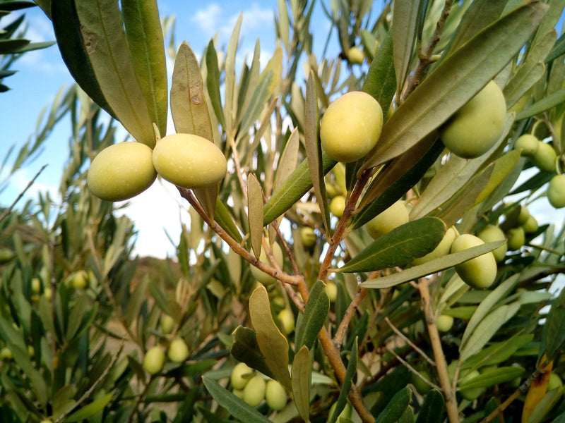 Argan Oil vs Olive Oil