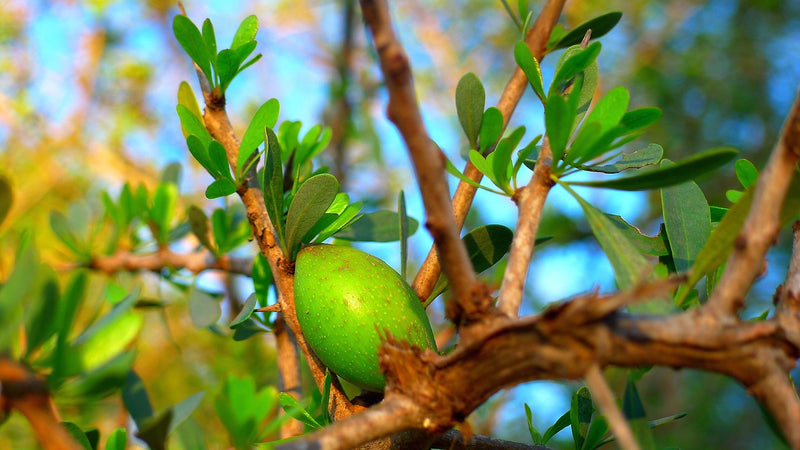 Argan Oil & Cosmetics: Everything You Need To Know