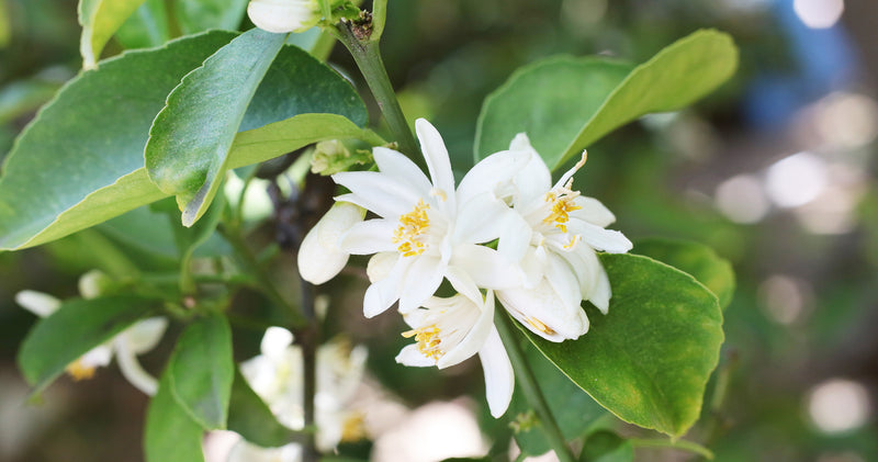 Orange Blossom Benefits